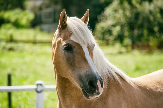 競走馬