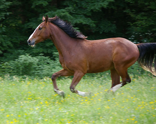 ギャロップ